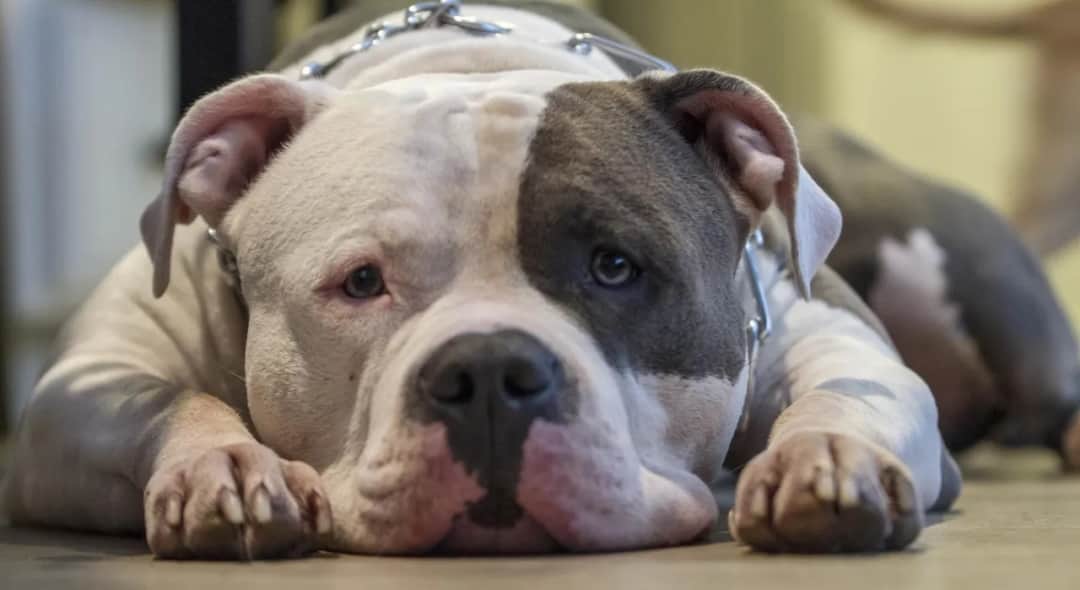 Czy pies może mieć depresję? Poznaj objawy i sposoby leczenia